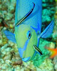 Unicornfish on a cleaning station by Paul Colley 